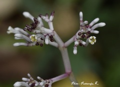 Chassalia curviflora