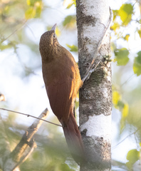 Xiphorhynchus guttatus