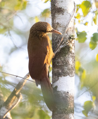 Xiphorhynchus guttatus