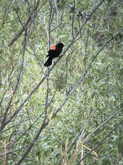 Agelaius phoeniceus