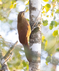 Xiphorhynchus guttatus