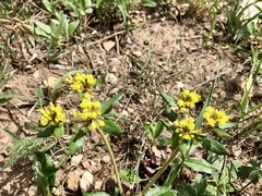 Eriogonum wootonii