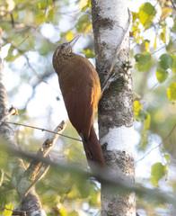 Xiphorhynchus guttatus