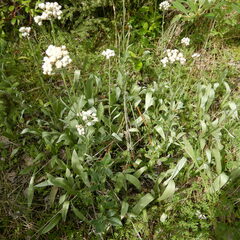 Antennaria pulcherrima