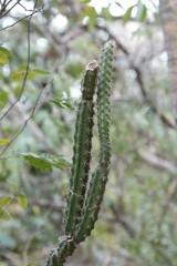 Praecereus euchlorus