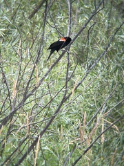 Agelaius phoeniceus