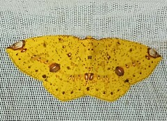 Periclina apricaria