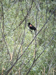 Agelaius phoeniceus