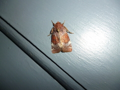 Hampsonodes