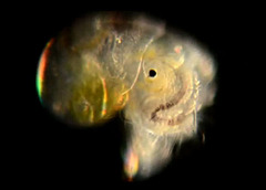 Crepidula onyx