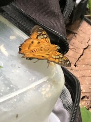 Myscelus epimachia