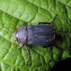 Holotrichia