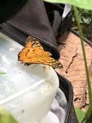 Myscelus epimachia