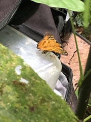 Myscelus epimachia