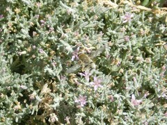 Heterostylum robustum