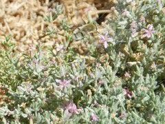 Heterostylum robustum