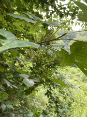 Eriophyes rhoinus