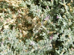 Heterostylum robustum