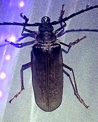 Derobrachus inaequalis