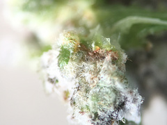 Aceria carmichaeliae