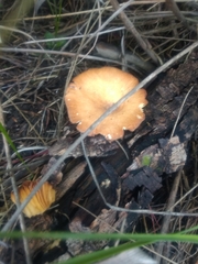 Fungi