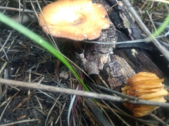 Fungi