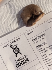Pluteus deceptivus