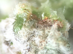 Aceria carmichaeliae