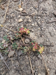 Acmispon decumbens davidsonii