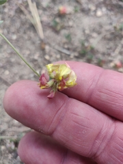 Acmispon decumbens davidsonii