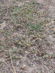 Acmispon decumbens davidsonii