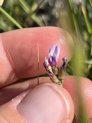 Astragalus didymocarpus milesianus
