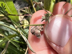 Astragalus didymocarpus milesianus