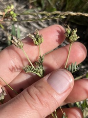 Astragalus didymocarpus milesianus