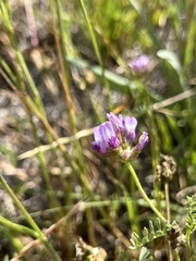 Astragalus didymocarpus milesianus