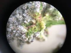 Aceria carmichaeliae