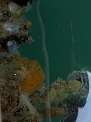 Eudistylia polymorpha