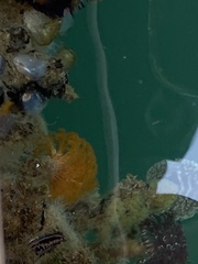 Eudistylia polymorpha