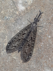 Brachynemurus nebulosus
