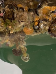 Eudistylia polymorpha