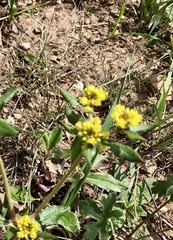 Eriogonum wootonii