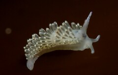 Diaphoreolis viridis