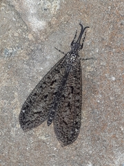Brachynemurus nebulosus