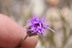Liatris cymosa