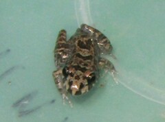 Leptodactylus troglodytes