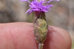Liatris cymosa