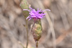 Liatris cymosa