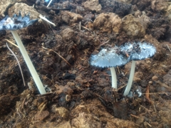 Coprinopsis