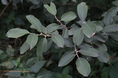 Salix cinerea