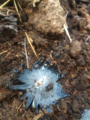 Coprinopsis